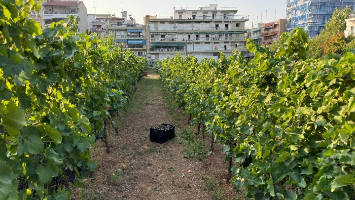 Η Θεσσαλονίκη γιορτάζει τον τρύγο με τις ερυθρές ποικιλίες του αστικού αμπελώνα