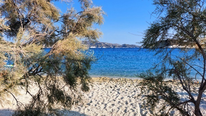 iSea: Καταρρίπτεται ο μύθος περί καρχαριών που προσελκύονται από νεκρά ψάρια στον Παγασητικό κόλπο