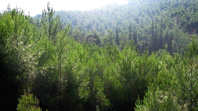 Σημαντική χρηματοδότηση 750 εκατ. ευρώ για την προστασία των δασών στην Ελλάδα