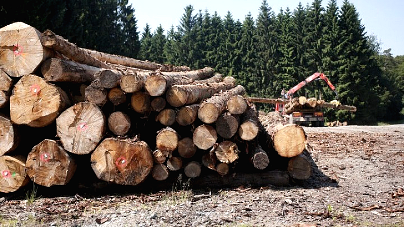 Ευρωπαϊκή νομοθεσία κατά της αποψίλωσης των δασών: Παράταση για τις εταιρείες προκειμένου να συμμορφωθούν