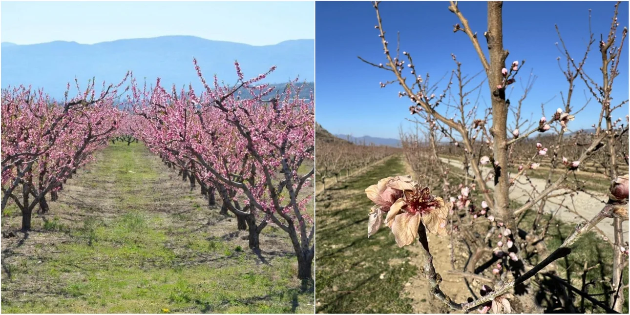 Αποκαρδιωτική εικόνα για τις ροδακινιές στη Φλώρινα: Καταστροφή από τον παγετό μετά την ανθοφορία
