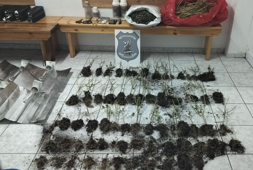 Χαλκιδική: Συνελήφθη μέλος εγκληματικής ομάδας για καλλιέργεια κάνναβης και διακίνηση ναρκωτικών