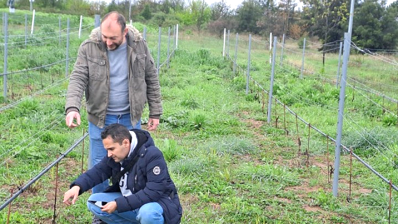 Δράμα: Η startup που επαναστατεί την ελληνική οινοποιία μέσω τεχνητής νοημοσύνης