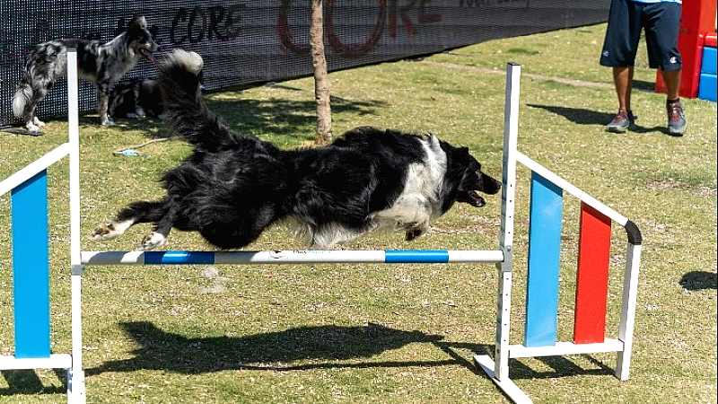 Η επιστροφή του WOOF FESTIVAL στο Πεδίον του Άρεως – 5 και 6 Απριλίου