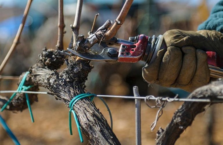 Δήμος Κορινθίων προτρέπει τους δημότες να κλαδέψουν δέντρα για την αποφυγή κυκλοφοριακών προβλημάτων