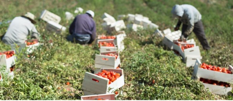 ΗΠΑ: Επιβάλλουν δασμούς 21% στις ντομάτες από το Μεξικό