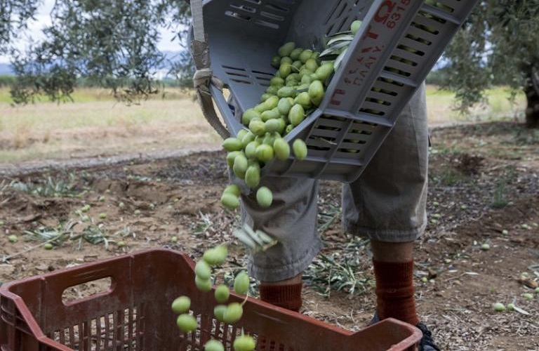Εθνική Τράπεζα: Κίνδυνοι από τους δασμούς Τραμπ για 23 ελληνικά προϊόντα