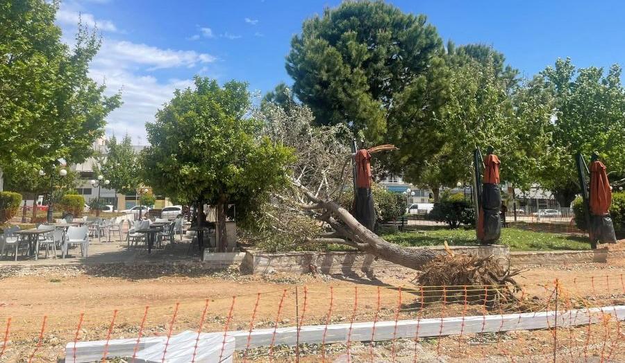 Τι δηλώνει ο δήμος Ασπροπύργου σχετικά με τις πτώσεις δέντρων