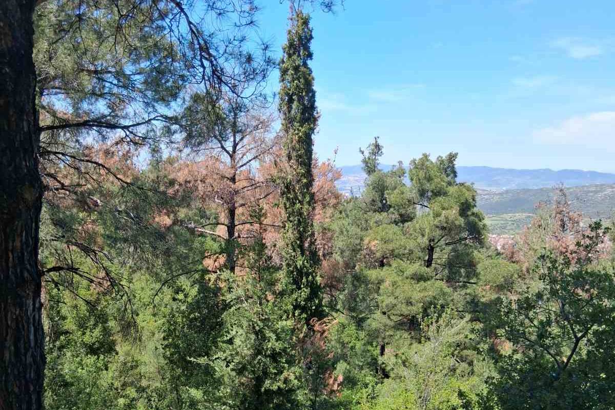 Δήμος Νεάπολης-Συκεών – Σ. Δανιηλίδης: «Το φλοιοφάγο έντομο συνεχίζει να απειλεί το Σέιχ Σου, απαιτείται άμεσα συντονισμός»