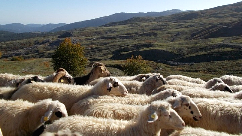 Ανησυχία για τη φθίνουσα πορεία της ελληνικής κτηνοτροφίας
