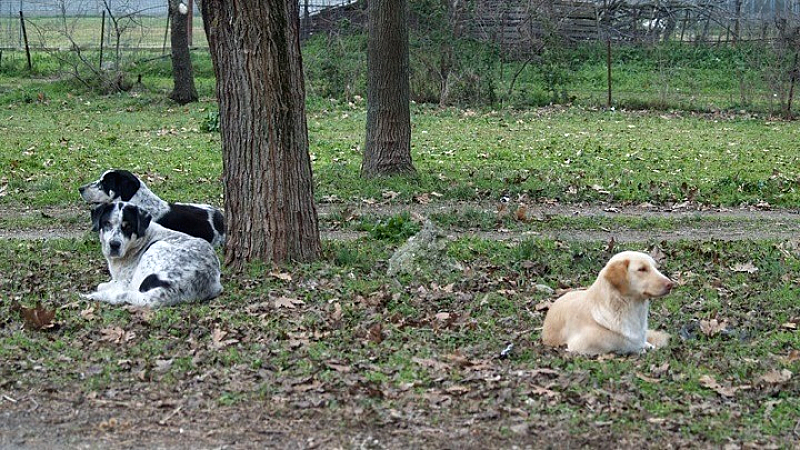 Απομάκρυνση αδέσποτων σκυλιών ανοίγει τον δρόμο για το τεχνολογικό πάρκο Thess INTEC