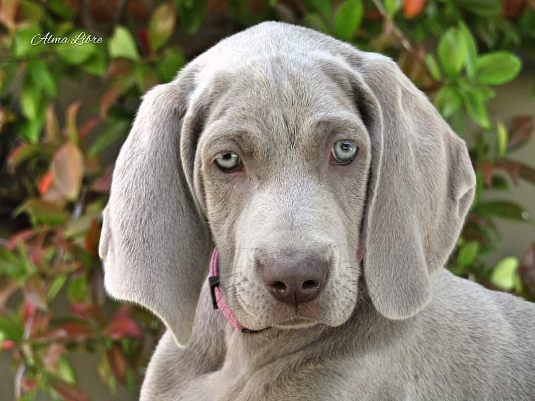 Ο θαρραλέος και αγαπησιάρης σκύλος Weimaraner