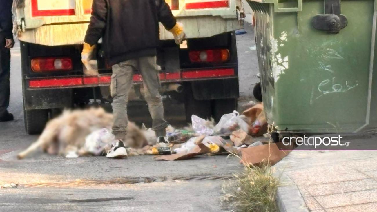 Ηράκλειο: Υγειονομικός κίνδυνος από ασυνείδητους που πέταξαν νεκρό πρόβατο σε κάδο απορριμμάτων