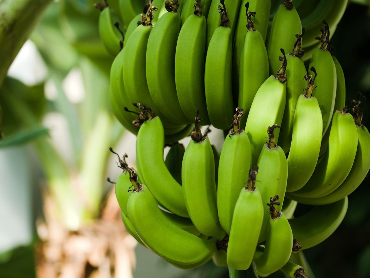 Μαζικές απολύσεις 5.000 εργαζομένων στην Chiquita του Παναμά λόγω απεργιακών κινητοποιήσεων