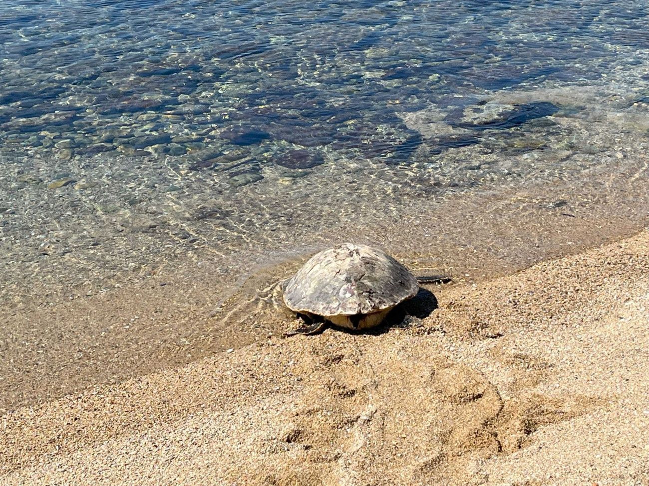 Η χελώνα Ωκεάνια Κυμοθόη επιστρέφει νικήτρια στη θάλασσα