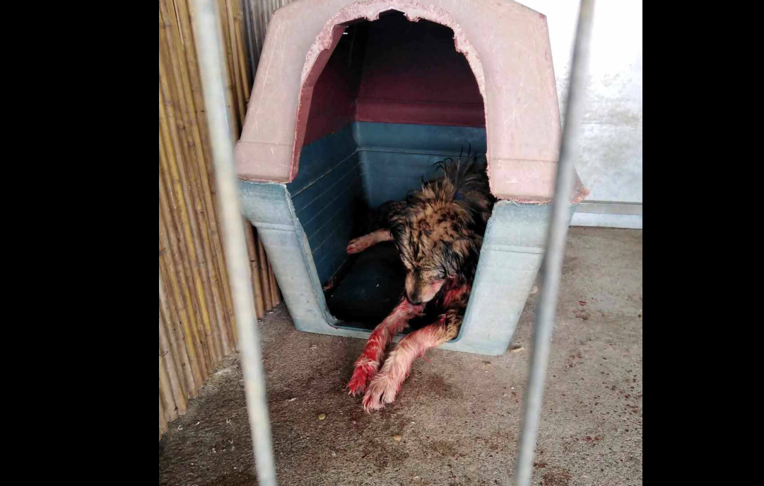 Καταγγελία από τη Φιλοζωική Δράση Αγίας Μαρίνας Κορωπίου: «Δεν θα γίνουμε συνένοχοι – Η κοροϊδία τελείωσε»