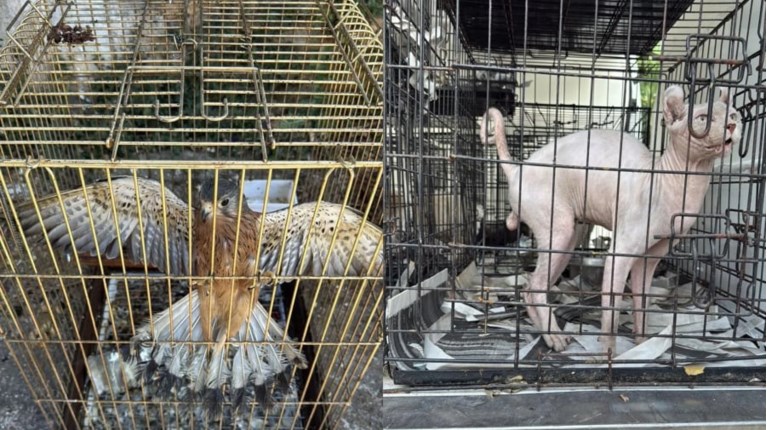 Γέρακας: Παράνομο εμπόριο ζώων πίσω από Pet Shop – Σκυλιά, γάτα και γεράκι σε άθλια κατάσταση