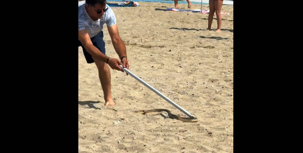 Φίδι αναστάτωσε λουόμενους σε γνωστή παραλία της Χαλκιδικής – Viral το βίντεο