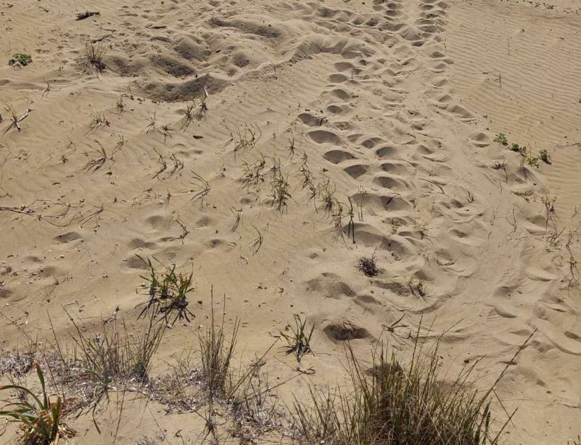 Ηλεία: Αυγά Caretta – Caretta εντοπίστηκαν, ειδική σήμανση για την προστασία τους