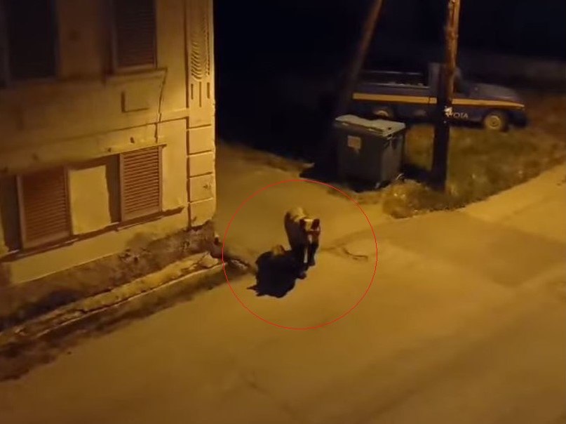 Μητέρα αρκούδα και αρκουδάκι έγιναν μόνιμοι κάτοικοι στον Φούφα, προκαλώντας ανησυχία