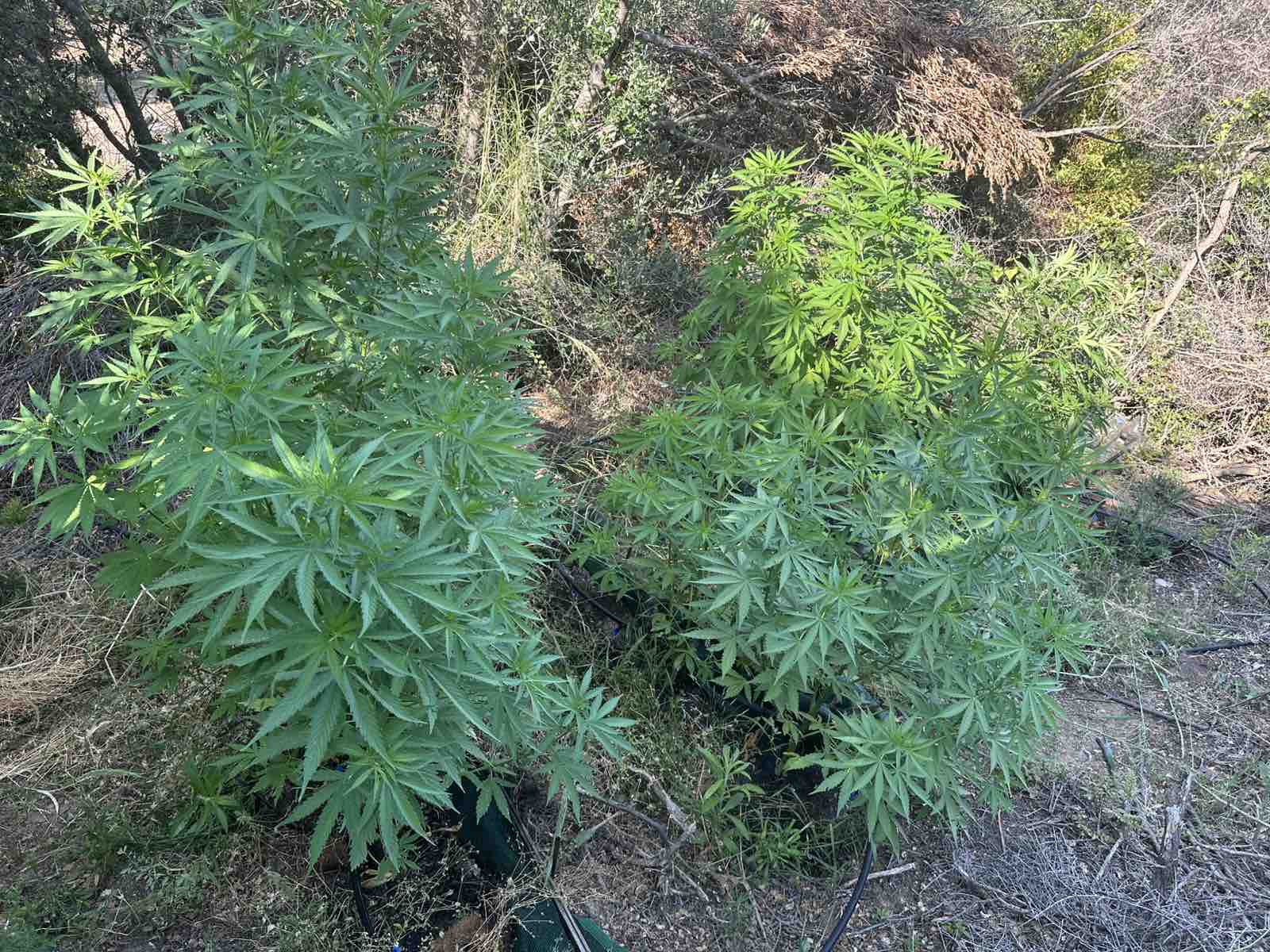 Χαλκιδική: Καλλιεργούσε 29 δενδρύλλια κάνναβης, ύψους έως 170 εκατοστών