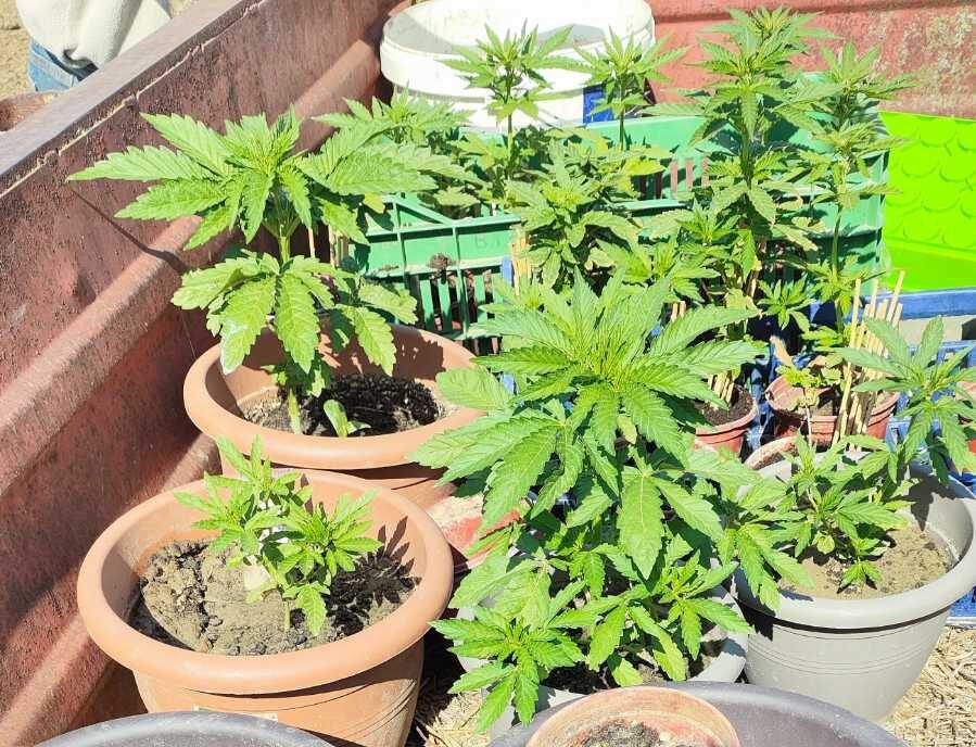 Καλλιεργούσε 26 δενδρύλλια κάνναβης σε αγροτική περιοχή της Πέλλας – Συνελήφθη από αστυνομικούς του Κιλκίς