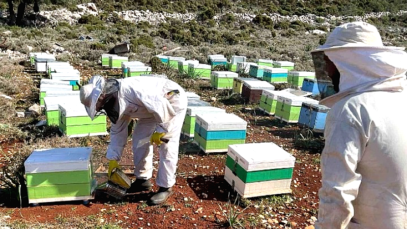 Η InterMed υποστηρίζει τη μελισσοκομία στο Καστελλόριζο με platinum βραβείο στα Olymp Awards