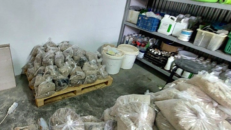 Ανατροπή του κυκλώματος κοκαΐνης μέσω αποξηραμένων δερμάτων βοοειδών από τη Βολιβία