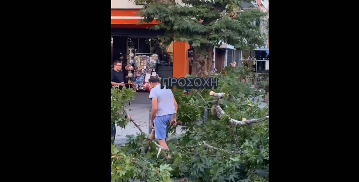 Θεσσαλονίκη – Χαριλάου: Πτώση δέντρου έκοψε καλώδια της ΔΕΗ και βύθισε την περιοχή στο σκοτάδι (VIDEO)