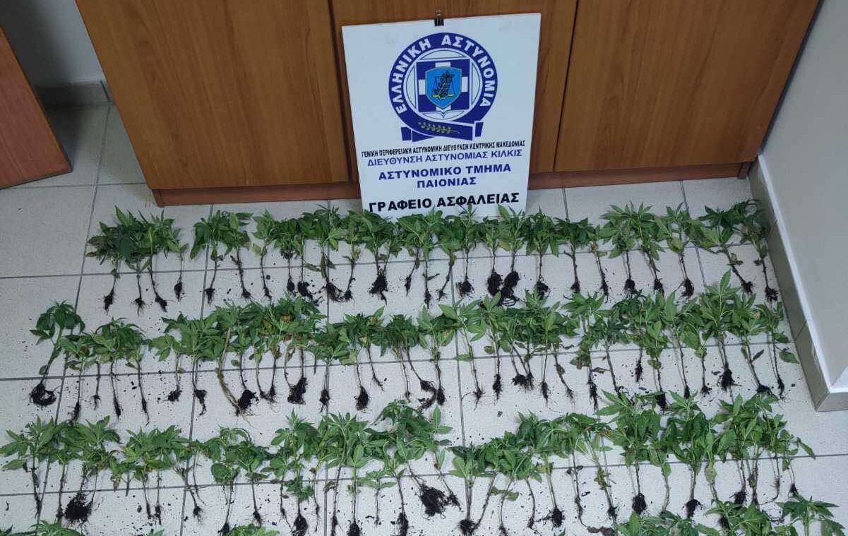 Θεσσαλονίκη: Φυτεία με 165 δενδρύλλια κάνναβης εντοπίστηκε σε αγροτική περιοχή