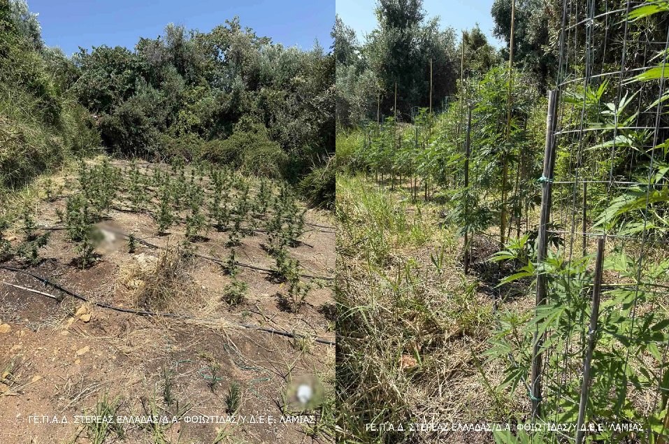 Φθιώτιδα: Συνελήφθη δημοτικός σύμβουλος ως επικεφαλής κυκλώματος ναρκωτικών