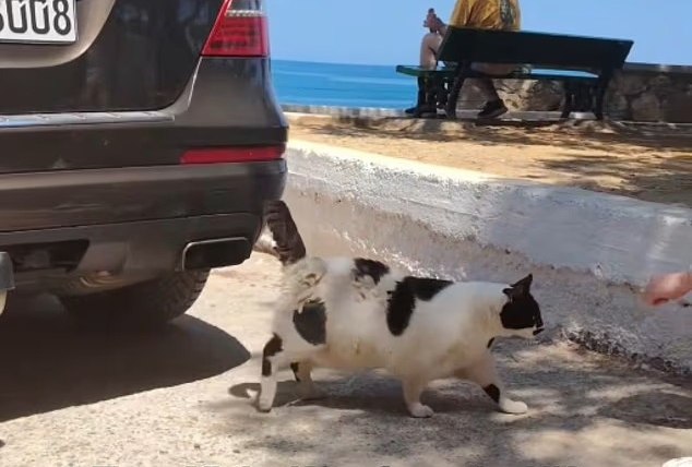Chonkus Maximus: Ο παχουλός γάτος από τα Χανιά που έγινε τουριστικός προορισμός στο Google Maps
