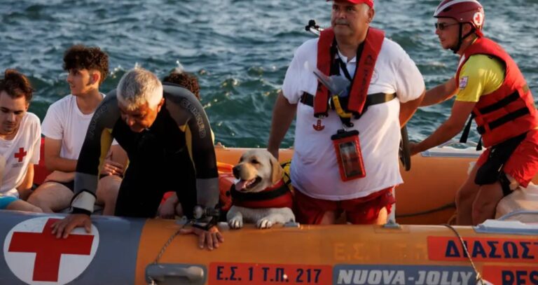 Εκπαιδευμένοι σκύλοι στο πλευρό του Ελληνικού Ερυθρού Σταυρού σε επιχειρήσεις διάσωσης (Βίντεο)