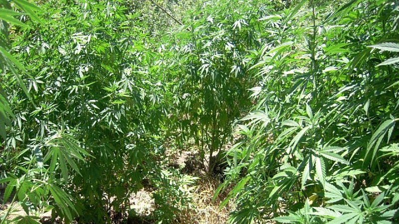 Εντοπίστηκε χασισοφυτεία με 183 δενδρύλλια στην Καστοριά