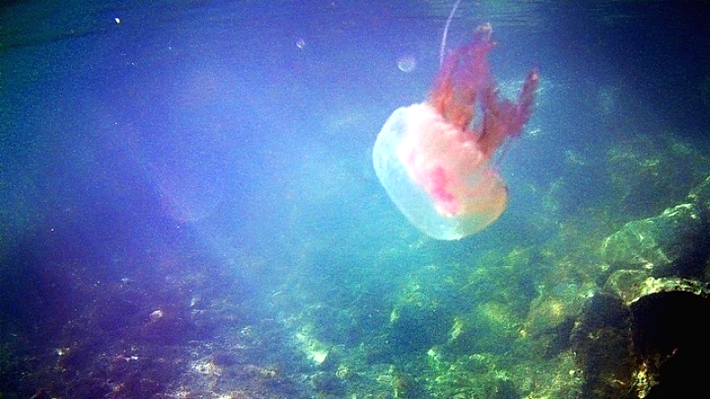 Γαλλία: Διακοπή λειτουργίας μονάδων στον πυρηνικό σταθμό Γκραβελίν λόγω μεδουσών