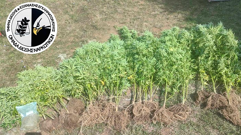 Σύλληψη άνδρα για καλλιέργεια κάνναβης στην αυλή του στη Θεσσαλονίκη