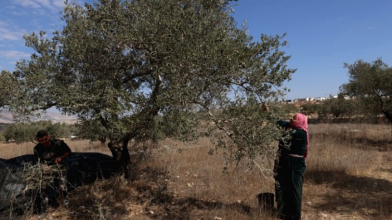 Εκρίζωση ελαιόδεντρων στην Δυτική Όχθη: Ανησυχία για τις συνέπειες

###