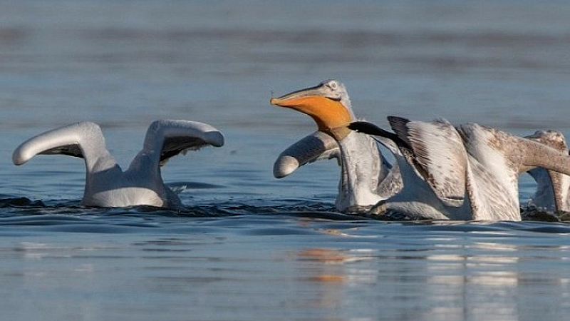 Pelican Watch: Μια επαναστατική εφαρμογή για την παρακολούθηση των πελεκάνων
