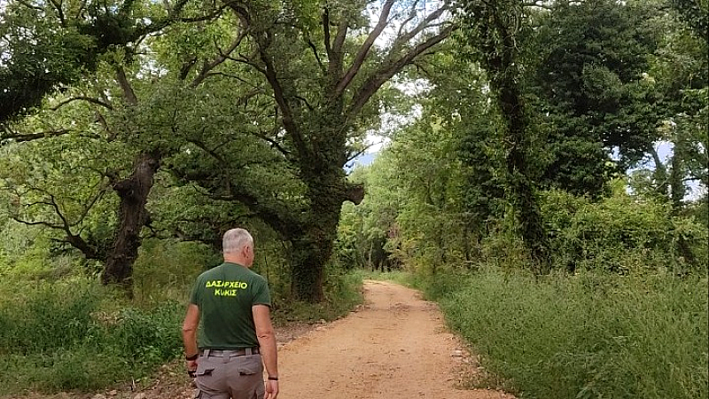 Τα Χίλια Δέντρα στις Μουριές Κιλκίς: Ένας φυσικός θησαυρός που αναγεννά τη ζωή
