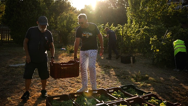 Εκρηκτική έναρξη του τρύγου στον αστικό αμπελώνα Θεσσαλονίκης