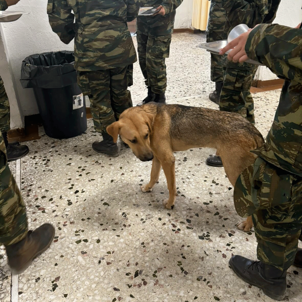Σοκαριστική κατάσταση για 17 σκύλους στο Κέντρο Εκπαίδευσης Τεθωρακισμένων Αυλώνα