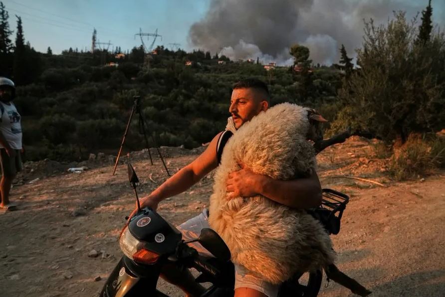 Πάτρα: Η ηρωική πράξη ενός νέου που έσωσε ένα πρόβατο από τις φλόγες