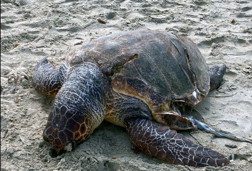 Νάξος: Θάνατος χελώνας caretta caretta από πρόσκρουση προπέλας