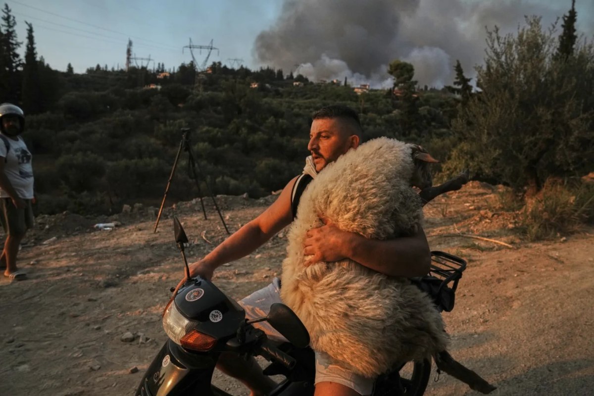 Η ιστορία του Ολσιέν Μουτσομπέγκα: Ο 33χρονος που έγινε viral σώζοντας ζώα από φωτιά στην Αχαΐα
