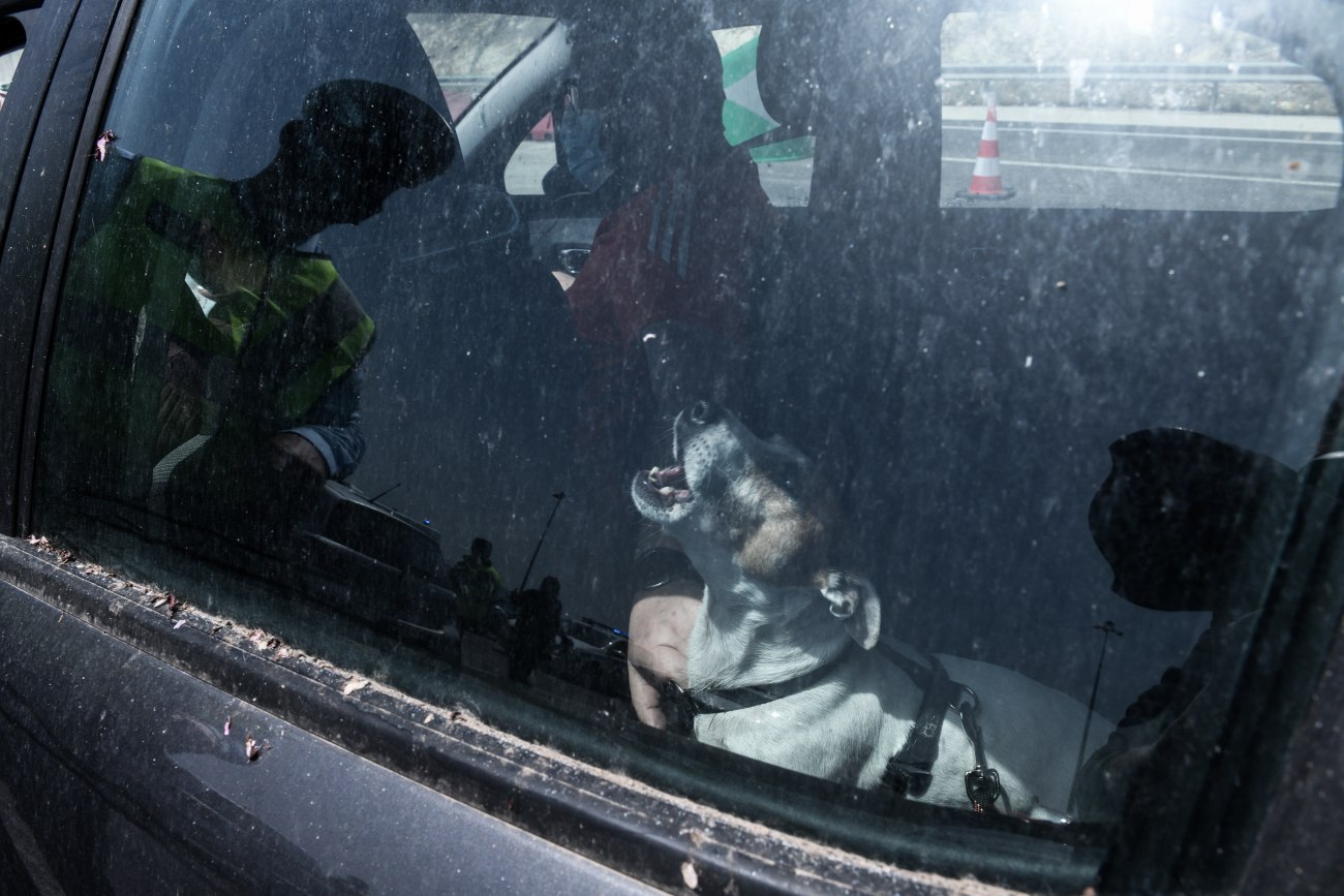 Θεσσαλονίκη: Συνελήφθη 60χρονη για εγκατάλειψη σκύλου σε αυτοκίνητο με κλειστά παράθυρα