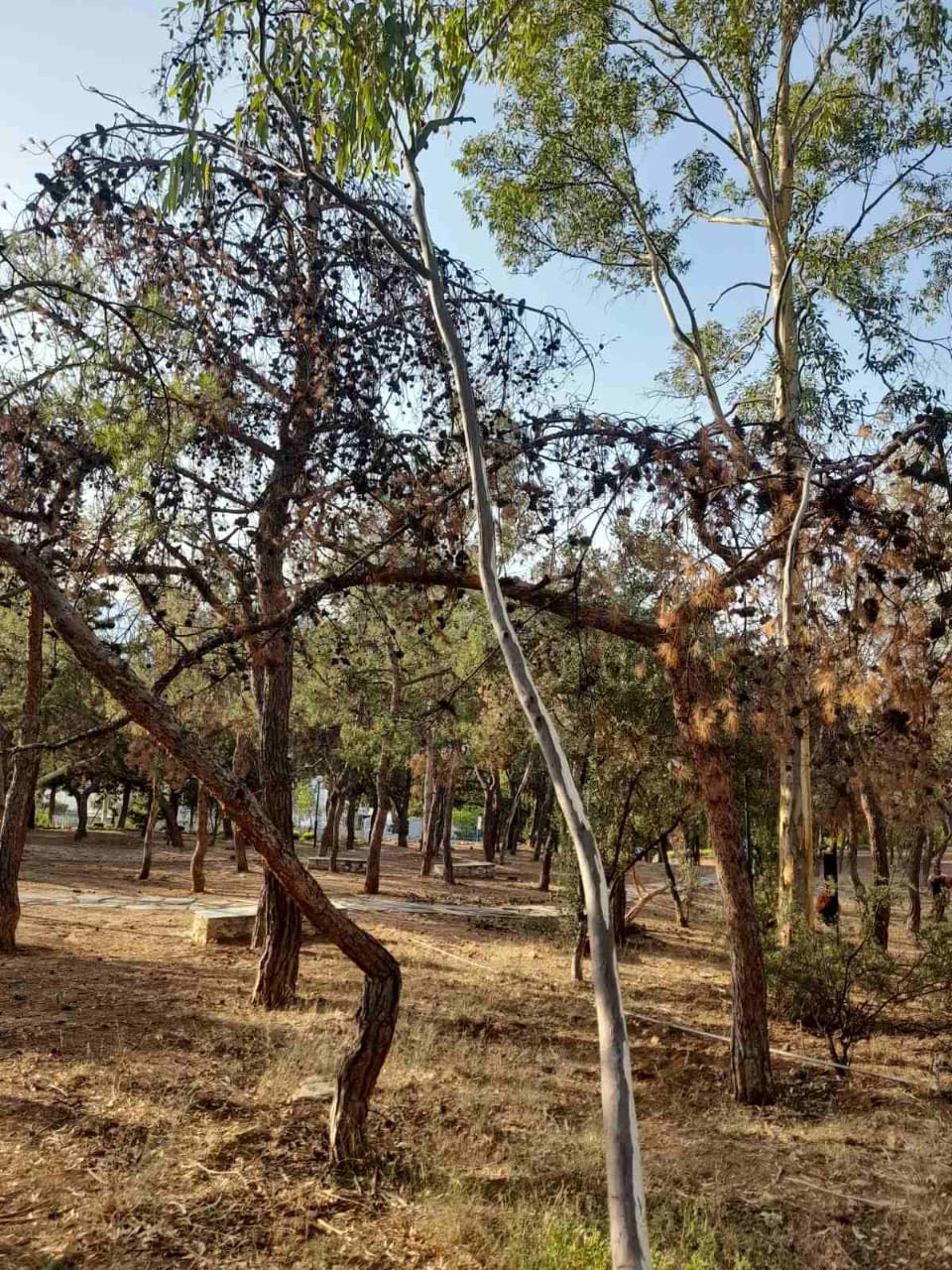 Απομάκρυνση ξερών πεύκων από γνωστό άλσος