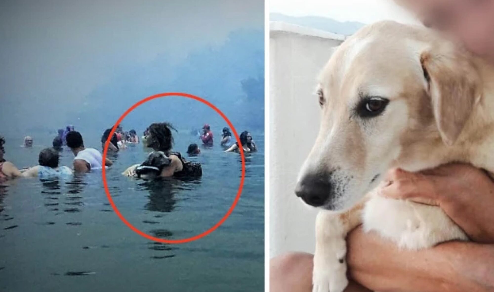 Έφυγε από τη ζωή ο Αμόρ, ο σκύλος που σώθηκε κι έγινε σύμβολο της τραγωδίας στο Μάτι