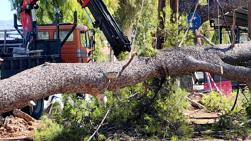 Ενημέρωση του δήμου Αθηναίων σχετικά με την πτώση δέντρων