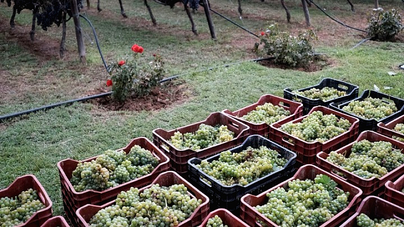 Γιορτή γεύσης και μουσικής στον αστικό αμπελώνα Θεσσαλονίκης