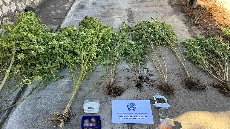 Σύλληψη 47χρονου για καλλιέργεια κάνναβης στη Χαλκηδόνα